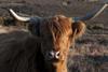 Scotland Highland Cow MM