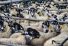 Sheep huddled together in a pen.