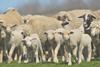 ing sheep in field
