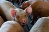 Pigs