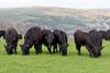 Welsh Black cattle