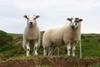 AHDB predicts that exports will play a vital role for sheep meat sector