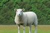 Sheep in a field - photo credit EBLEX