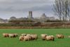 Waitrose British Lamb