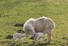 Welsh lambs with sheep