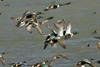 A case of the highly pathogenic avian influenza (HPAI) H5N8 has been detected in a group of wild ducks in Calais.