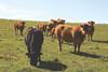 Cattle in Field