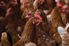 iStock_poultry_farm