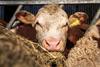 Cattle eating hay Pexels