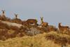 Deer on Hill - Forestry and Land Scotland Game