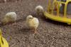Chick