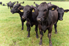 Sainsburys TTD Beef 749 Copy