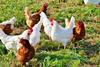 chicken 2789493 1920