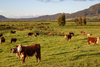 Aussie Beef cattle in a field.