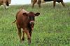 calf 433000 19202 e1695726832612