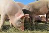 Pigs feeding at a farm