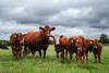 QMS Cattle Supplies Update April 2026