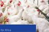 African Poultry Market 'Time for Africa'