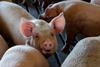 Pigs