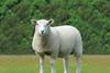 Sheep in a field - photo credit EBLEX