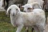 Lamb