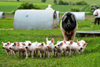 Helen Browning's organic pig farm