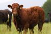Cows in a field