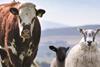 QMS Cattle and Sheep Standards 2020