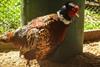 pheasant-1042385_1920-M