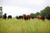 Cows in a field