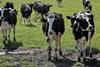 Dairy cows Pexels