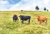Cattle in field
