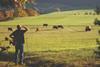 iStock Farmer looking at Cattle