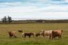 Group of Angus calfs