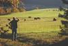 iStock Farmer looking at Cattle
