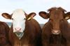 animal 1238273 960 720