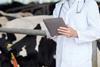 Vet inspecting cows