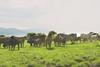 Cattle in field