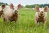 Tulip Ltd showcases highest animal welfare standards 1