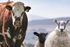 QMS Cattle and Sheep Standards 2020
