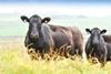 Aberdeen Angus cows credit AACS