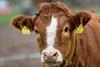 Calf