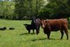 HCC21051 New report sheds light on future of beef farming