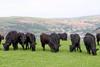 Welsh Black cattle