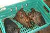 Unfit meat found by Southwark Council