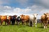 Irish Beef Mixed Herd m
