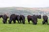 Welsh Black cattle