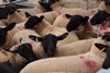 HCC23004 New Analysis Launched of Challenging Picture for Sheep Sector