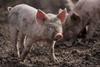 Pig in mud
