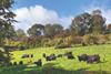Cattle grazing in a sunny field